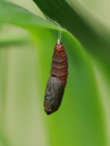 Lymantriinae